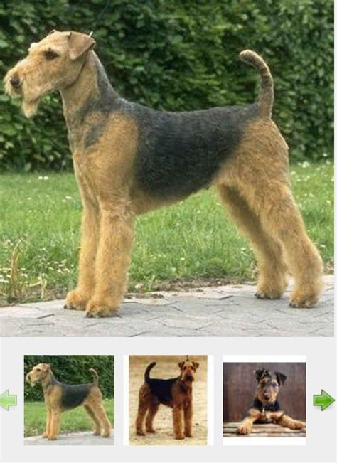 Schematické znázornenie stavby tela Airedalského teriéra