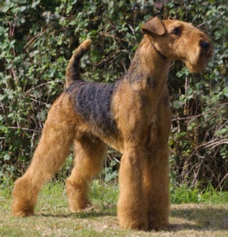 Airedalský teriér hrajúci sa s deťmi