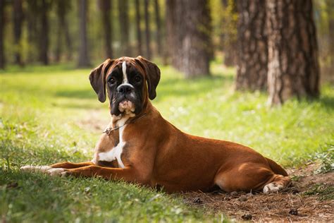 Dospelý nemecký boxer