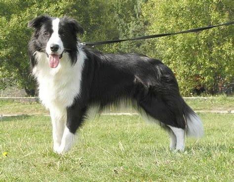 borderská kólia pri agility tréningu