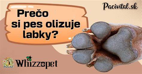 Infografika: 6 hlavných dôvodov, prečo pes olizuje