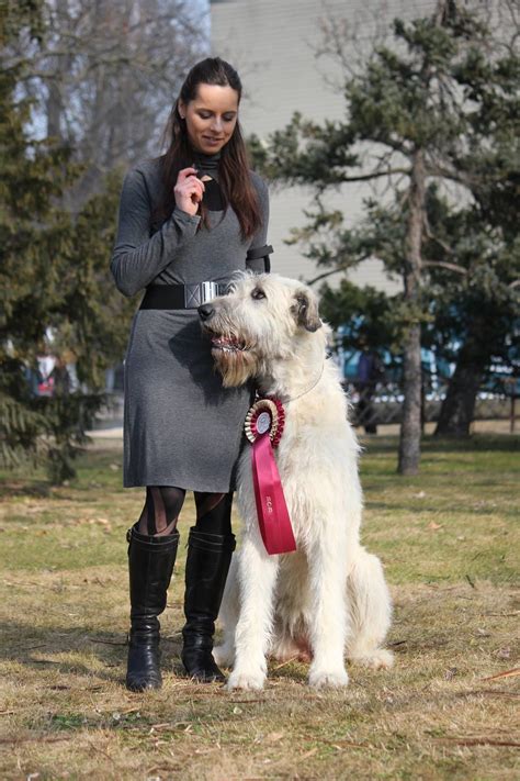 Rodina írskych vlkodavov