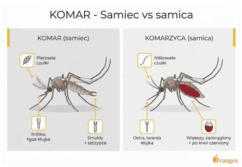 Infografika: porovnanie samice a samca podľa výškovej štruktúry a hmotnosti