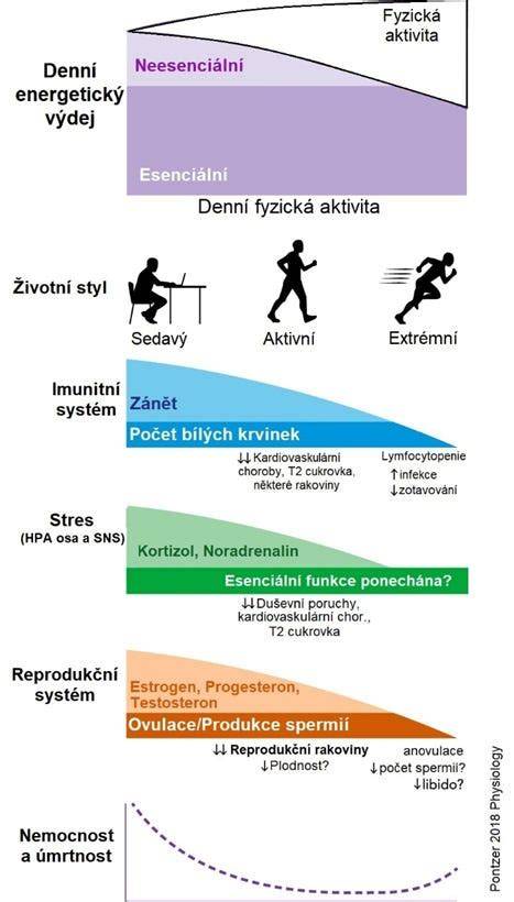 Obrázok ukazuje vyžlu s typickým zlatohnedým sfarbením a štíhlou postavou, znázorňujúci elegantný pohyb