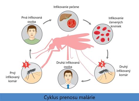 Ilustrácia cyklu prenosu ochorení kliešťami