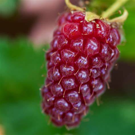 Infografika: Tayberry v krátkom prehľade - charakteristika, vhodné stanovište, rez a výživa