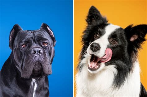 Infografika: Porovnanie Cane Corso a Border Collie - veľkosť, energia, výcvik, potreba priestoru