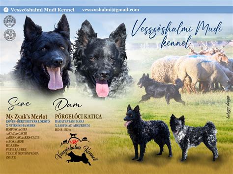 Infografika zobrazujúca hlavné kategórie psích zvukov: štekanie, plač, spev, kňučanie, vytie