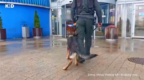 Obraz: psovod so psom počas služby