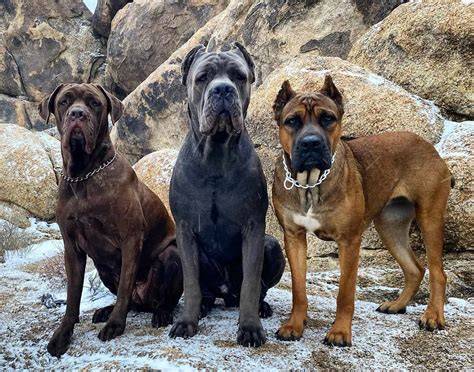 Infografika: Rozpis mesačných nákladov na Cane Corso