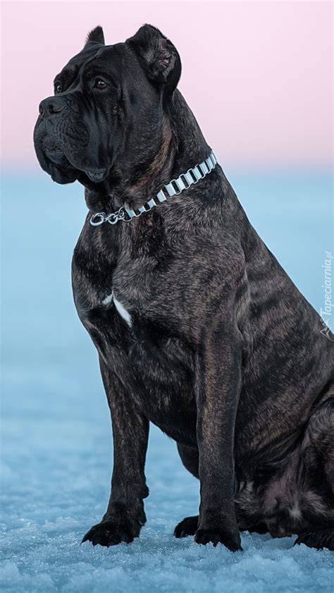 Infografika: Jednorazové náklady na Cane Corso a základná výbava
