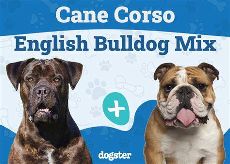 Infografika: Porovnanie nákladov podľa cestí získania Cane Corso