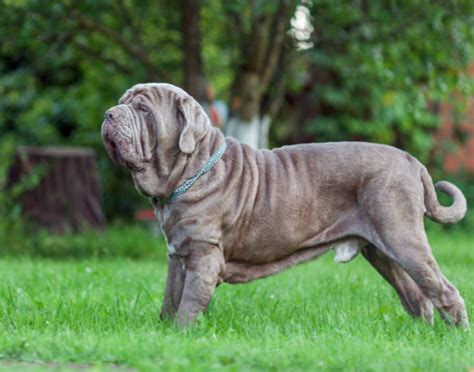 Portrét pokojného neapolského mastifa