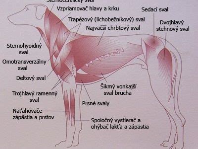 Graf kolagénových efektov na kĺby a svalstvo psov