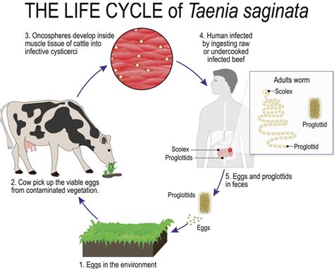 Infografika: Životný cyklus Trichinella a prenos u psa