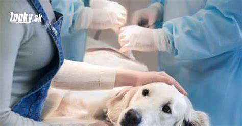 Pes pri veterinárnej starostlivosti, infúzia a monitorovanie