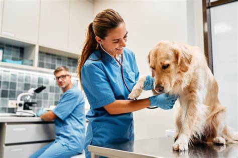Schéma postupov pri návšteve veterinára pri problémoch s hlasom