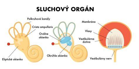 Vestibulárny systém v uchu a mozgu: sústava, ktorá udržiava rovnováhu