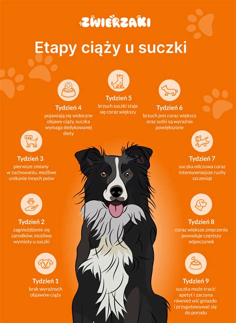 Infografika: Inštinkty psa a ich riadenie v tréningu strážneho psa