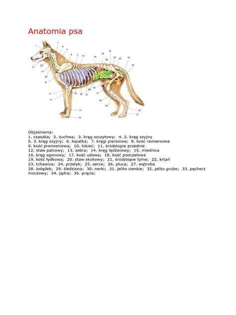 Infografika: anatomia vestibulárneho systému psa