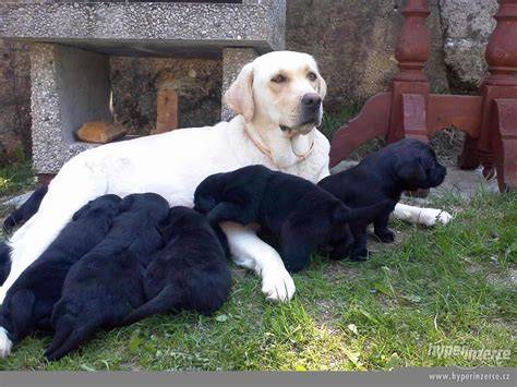 Infografika: typy labradorského retrívra a ich farby