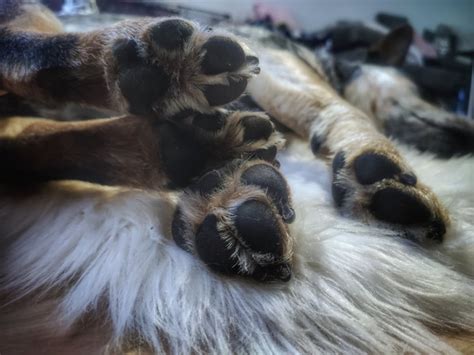 Psie labky v ochrannom balzame