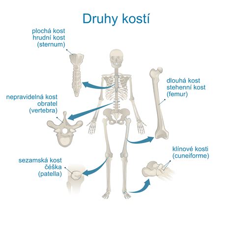 Infografika: Bezpečné a nebezpečné typy kostí pre psov
