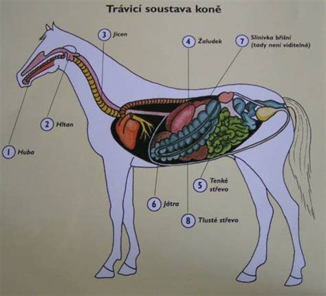 Schéma anatomickej stavby psa a umiestnenie kostí