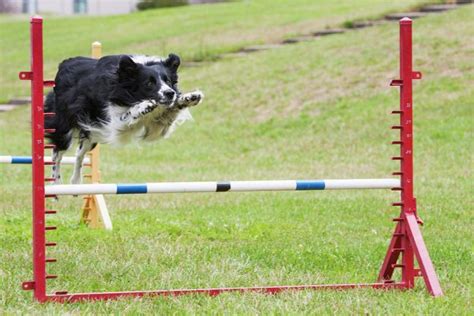 Border kólia pri tréningu agility