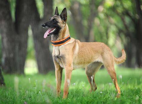 Infografika: Vzťah Malinois k ostatným belgickým ovčiakom a ich hlavné charakteristiky