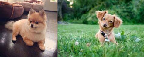 Porovnanie rozmerov a vzhľadu Chiweenie a Pomeranian