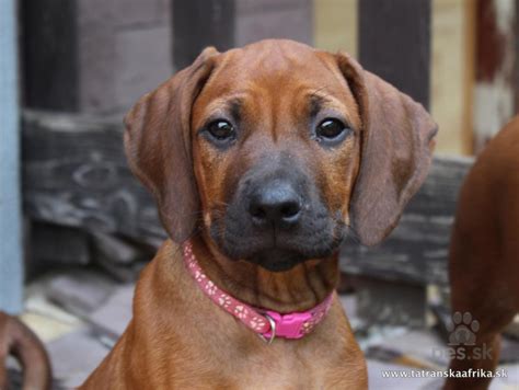 Infografika: Rodézsky ridgeback - fyzické znaky