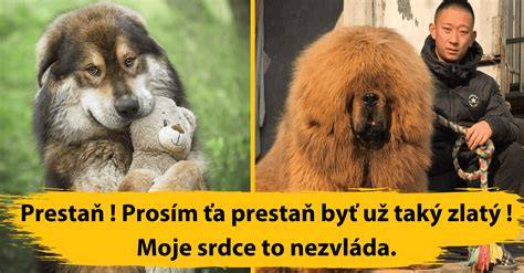 Obrazová infografika: Porovnanie Kaukazského ovčiaka a Tibetského mastifa (veľkosť, srsť, temperament, potreba priestoru)