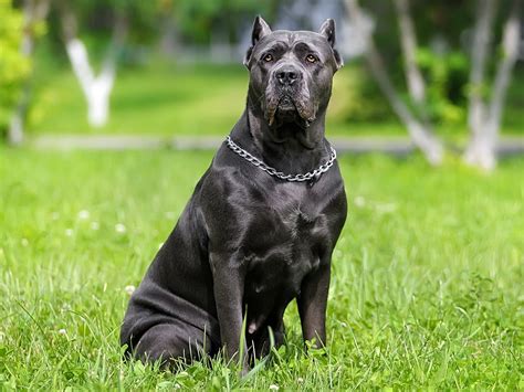 Cane Corso pri výcviku