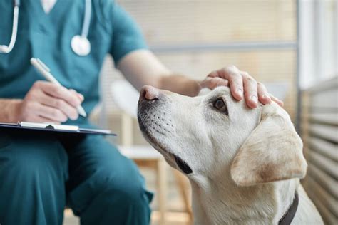 Veterinár ošetruje psa