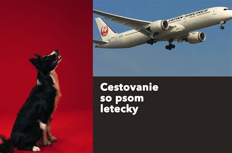 Infografika: Cestovanie so psom v EÚ a čipovanie