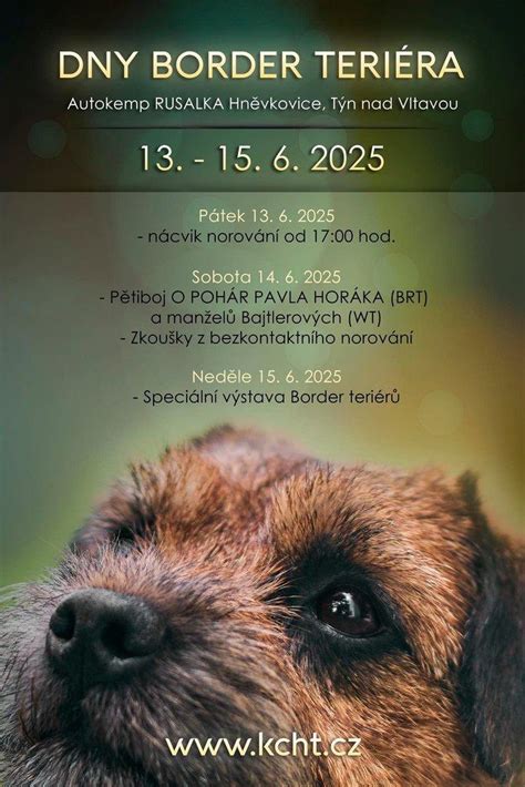 Obrázok border teriéra v aktívnom poľovníckom momente