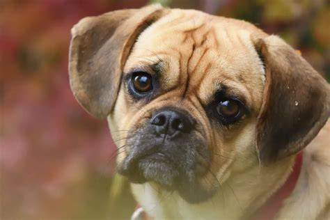 Krížence: Puggle a jeho špecifiká