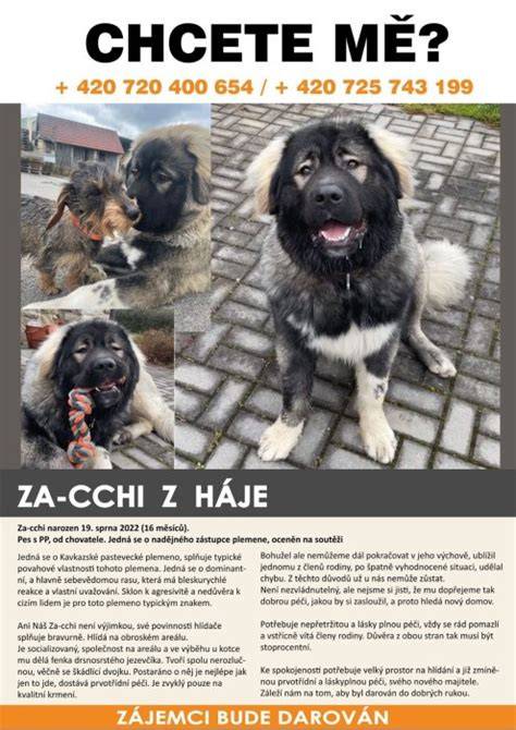 Infografika: Charakteristiky Kavkazského pasteveckého psa, jeho vzhľad a povaha