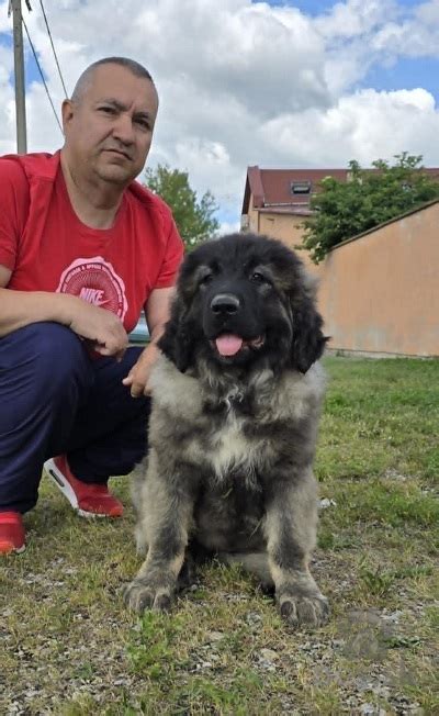 Pes kaukazského ovčiaka v zimnej krajine