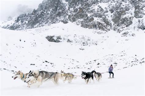 Psí záprah na Aljaške v snežnej búrke