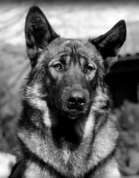 Nemecký ovčiak Rin Tin Tin