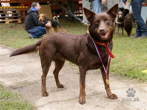 Pes plemena austrálska kelpia