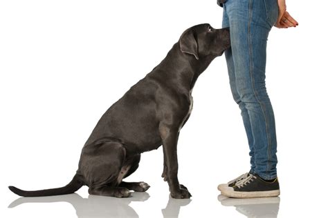 Pes si strká hlavu medzi nohy majiteľa