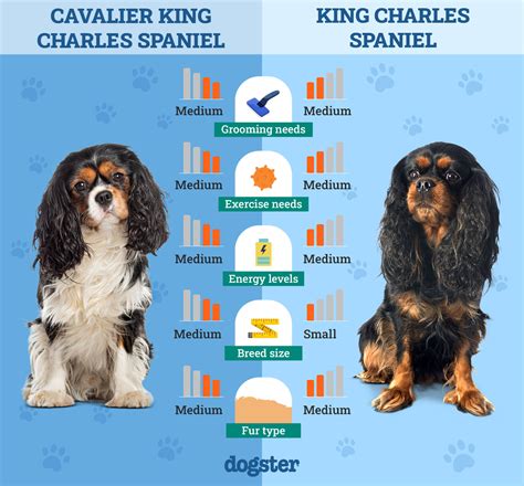 Infografika: Porovnanie dĺžky nosa a veľkosti Cavalier King Charles španiela vs. King Charles španiel