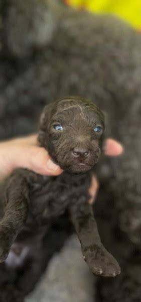 Predaj šteniat pudla a vizuály výstav