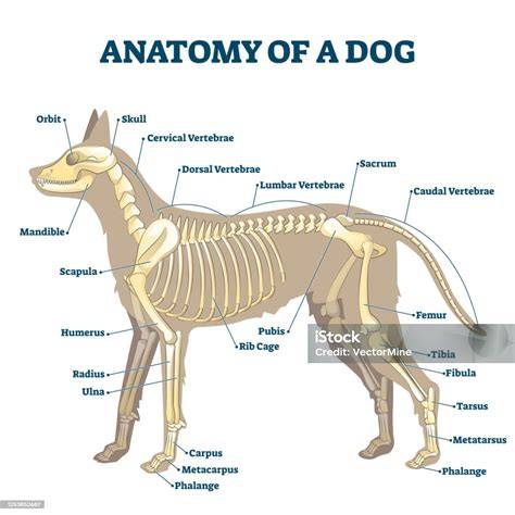 Diagram anatomie psa