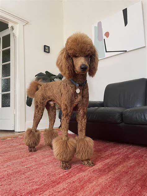 pudel_grooming_brush_steps