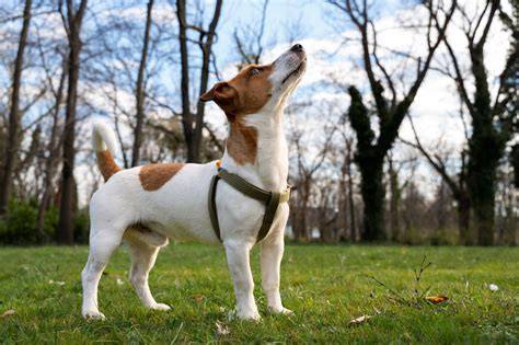 Jack Russell beží v parku