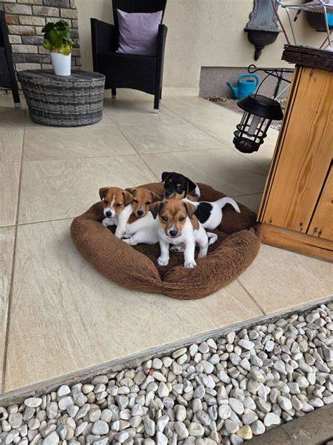Šteniatka Jack Russell pri hre